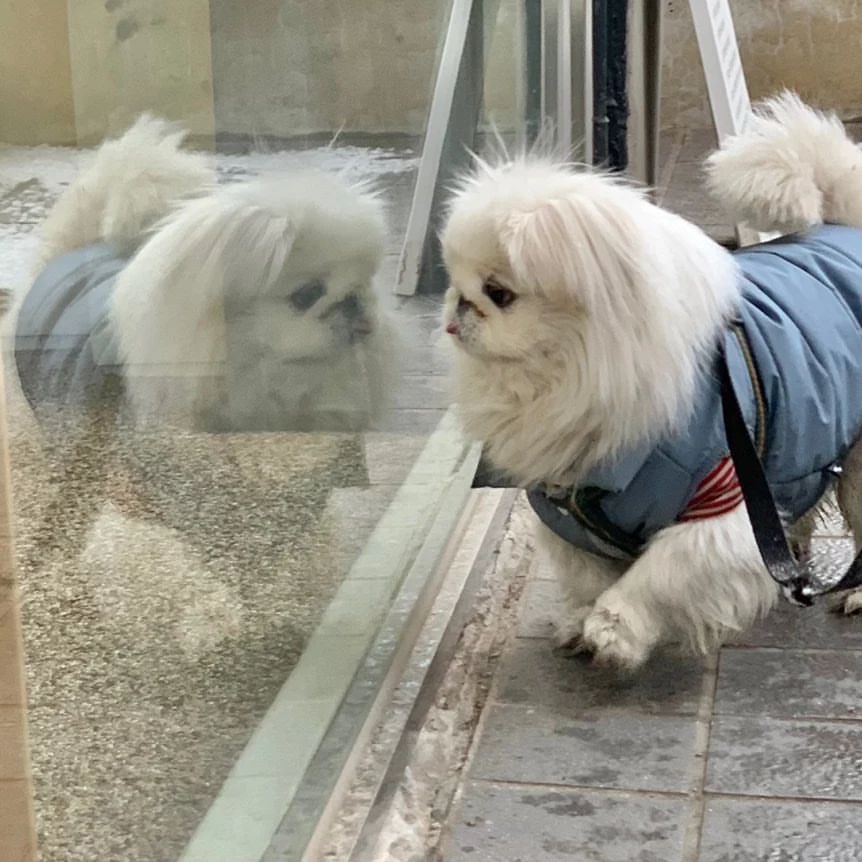 hi_saeon's tweet photo. 220221 pu_star 행복한 뿌스타그램
이 잘생긴 녀석은 누구지?🦁🦁
자아도취
(거울속 자신을향해 뒷발차기로 자신감 뿜뿜)
#뿌딩 #PUDING
#pustar #puppy #dog
#mont
https://t.co/dwIEBQIXpa https://t.co/T7JgqOs3fT