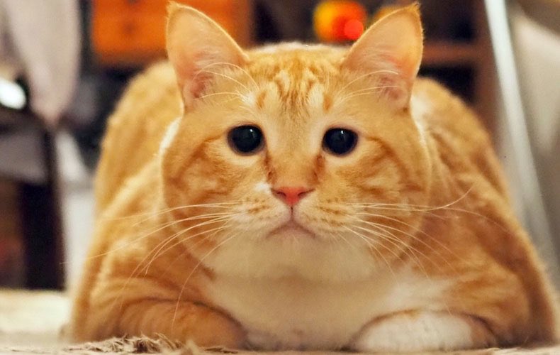 Domani_magazine's tweet photo. #猫の日 ということでInstagramで大人気の猫･ #ぐっぴー の記事もおさらい🐱
お悩み相談、かわいい猫の絵馬がある「おめでたスポット」など

▷▶︎▷https://t.co/sI3iFt5I0x

@Gupitaro1102 https://t.co/vjmGZVhOeV