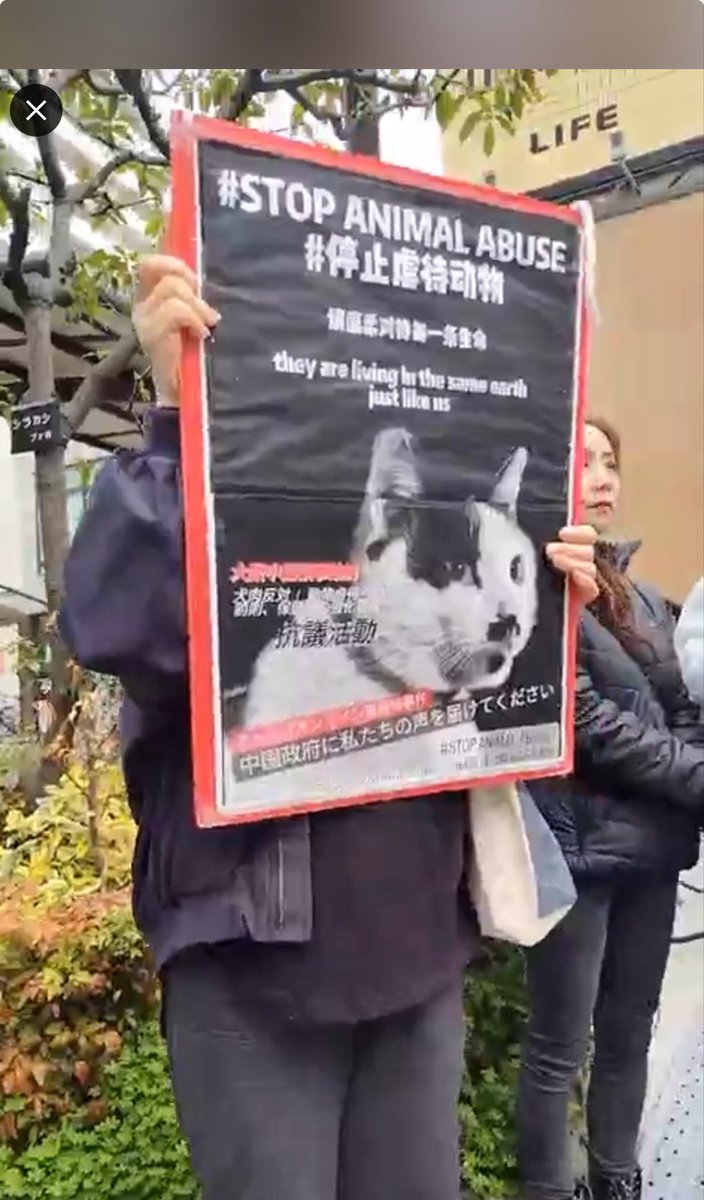 中国猫のSOS

大阪中国領事館🇨🇳抗議ライブ

#中国猫のSOS 
#動物愛護に国境はない 

twitter.com/i/broadcasts/1…