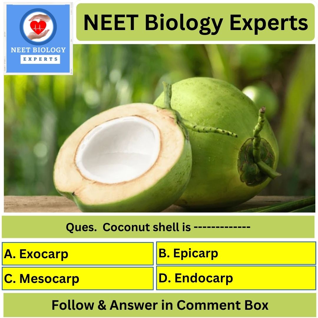 neetbiologyMCQs's tweet image. COCONUT SHELL
#coconutshell  #student #teacher #school #college #science #gk #MCQs #biology #Botanical #CBSE #ncert #ncertbiology #neet #aiims #jipmer #MCQs #unacademy #physicswallah #byjus #narayana #aakashinstitute #allen #resonance #pace #examfear #etoosindia #vedantu
