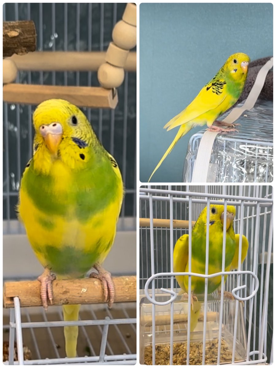 ぱぴこ55@釜玉さん tweet media