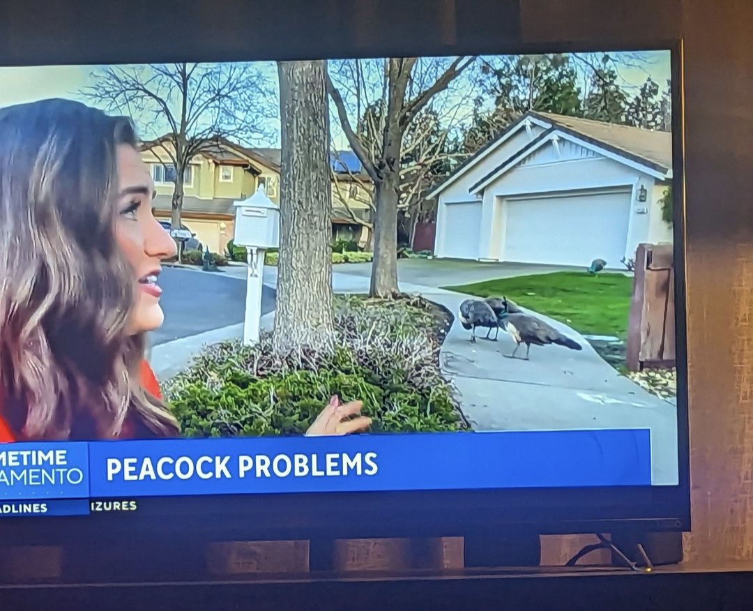 TheRealAGiddy's tweet photo. Wonder if these are premium Peacocks? @damienbarling @IamKDiddy @DLoAndKC ... #PeacockProblems https://t.co/ab3r5DEzhn