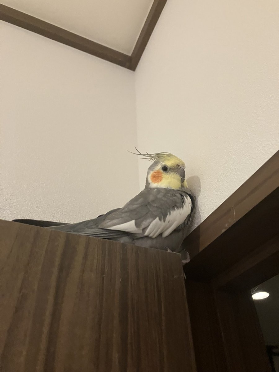 迷子のオカメインコ探しています tweet media