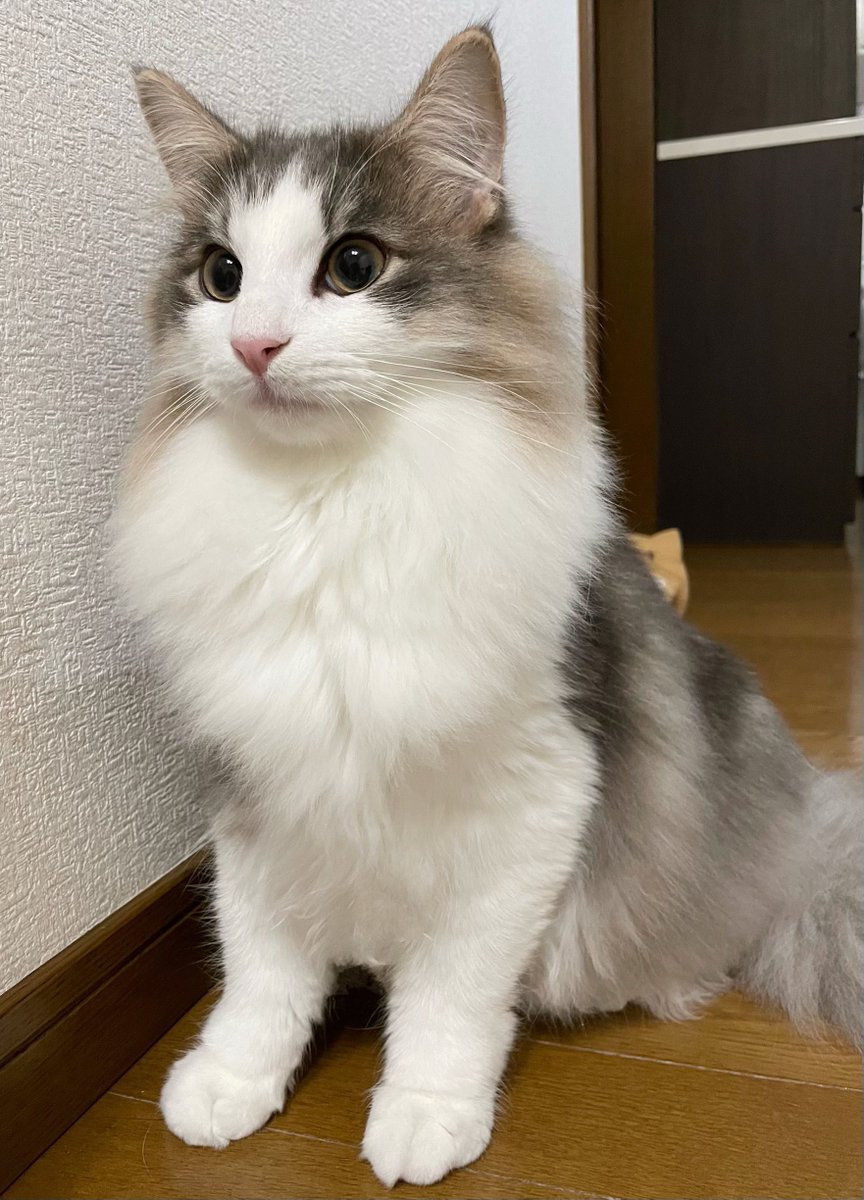 Financier_N's tweet photo. 外の工事が気になって固まってる👷

#猫　#ノルウェージャンフォレストキャット https://t.co/bmQy2QGygj