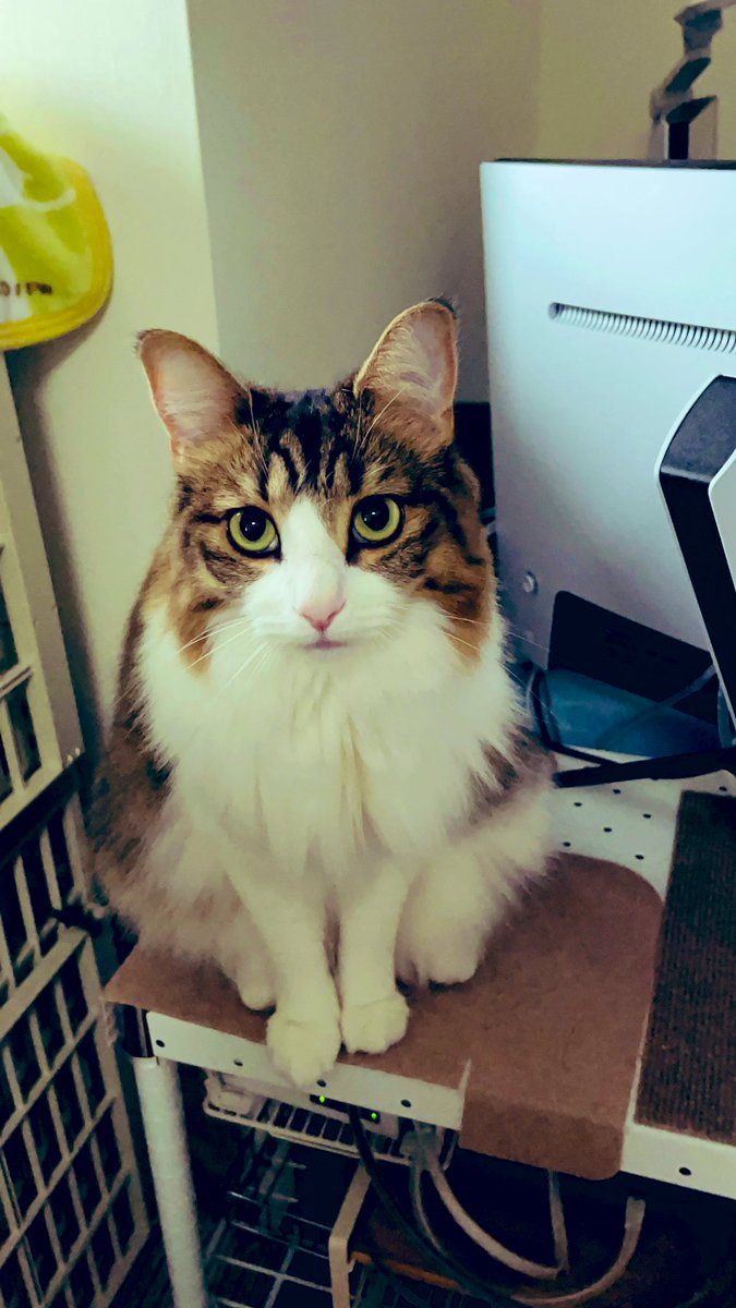 TetoSyan224's tweet photo. #ファミにゃ飼いねこ自慢 https://t.co/kr0RikYfC4