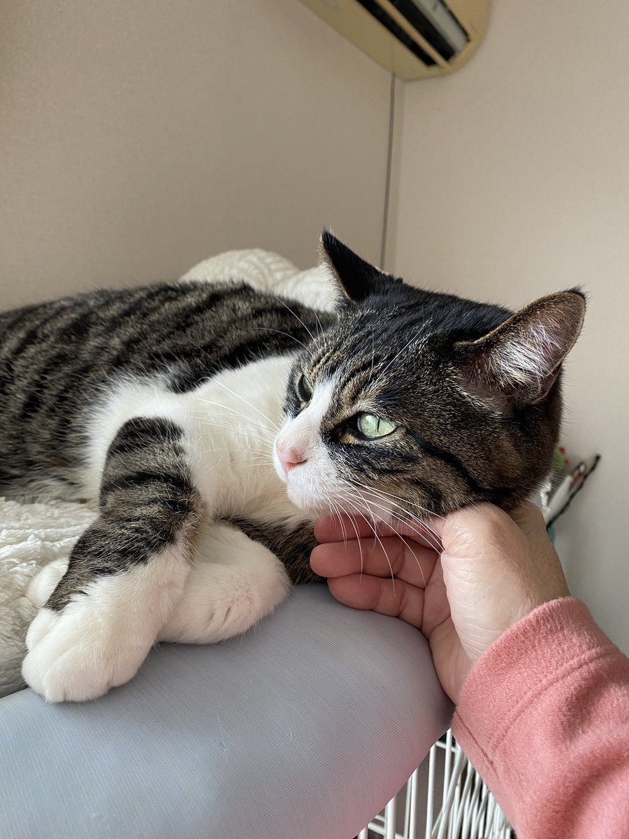 miosa518's tweet photo. 猫の日。
いつもいつもありがとう！
元気でいてく��てありがとう！
#ネコの日 
#猫の日 https://t.co/bRukVzbBIl