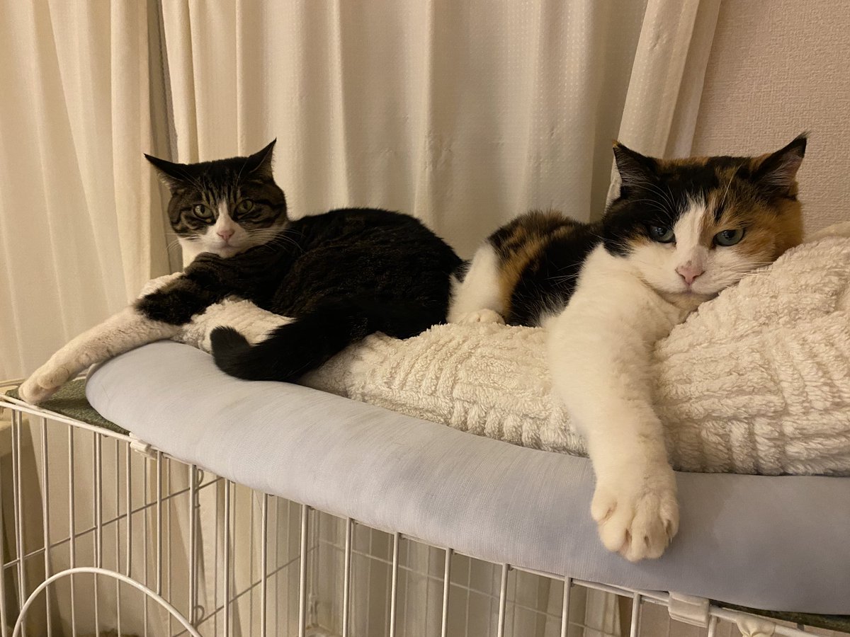 miosa518's tweet photo. 猫の日。
いつもいつもありがとう！
元気でいてく��てありがとう！
#ネコの日 
#猫の日 https://t.co/bRukVzbBIl