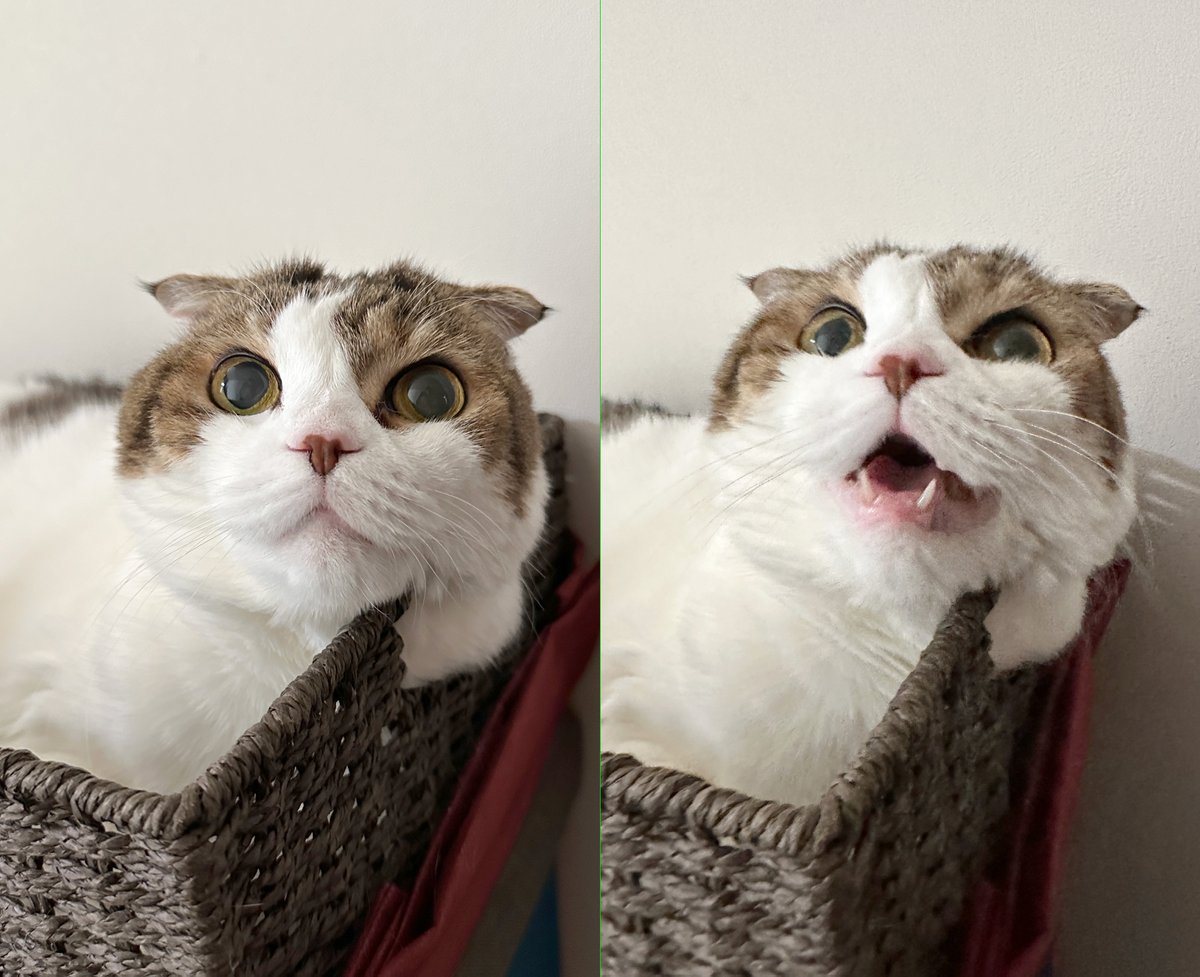 Post by 桜井 政博 / Masahiro Sakurai on X: #ねこの日