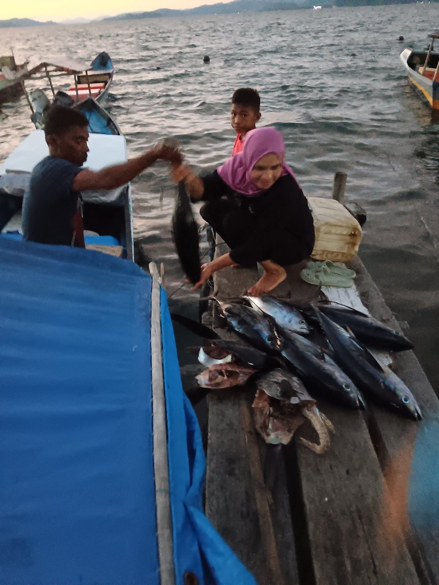 Utampelu's tweet photo. Kamis (22/2), Rustam Pelu, Luhkan Kab. Hal Sel, di KUB Gaca bongko Ds Kupal, melaporkan  tangkapan ikan tuna, dengan alat tangkap longline, Februari 2024, sebanyak 90 kg, harga jual 20000/kg.

#GiatLuhkanSatminkalAmbon #HalmaheraSelatan #Tangkap
#LuhLapor
@bp3ambon
@puslatluhkp https://t.co/HWR9W7vYmz