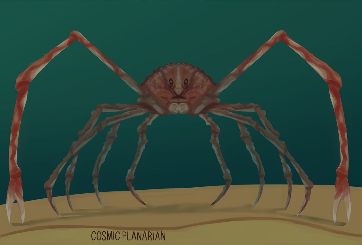 100 Days of Sea Creatures Day 91 - Japanese Giant Spider Crab (Macrocheira kaempferi) Only 9 days left #smallarists #seacreatures