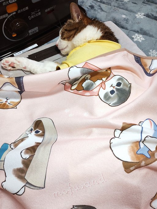 さっそくつかってるこ🐱💤 