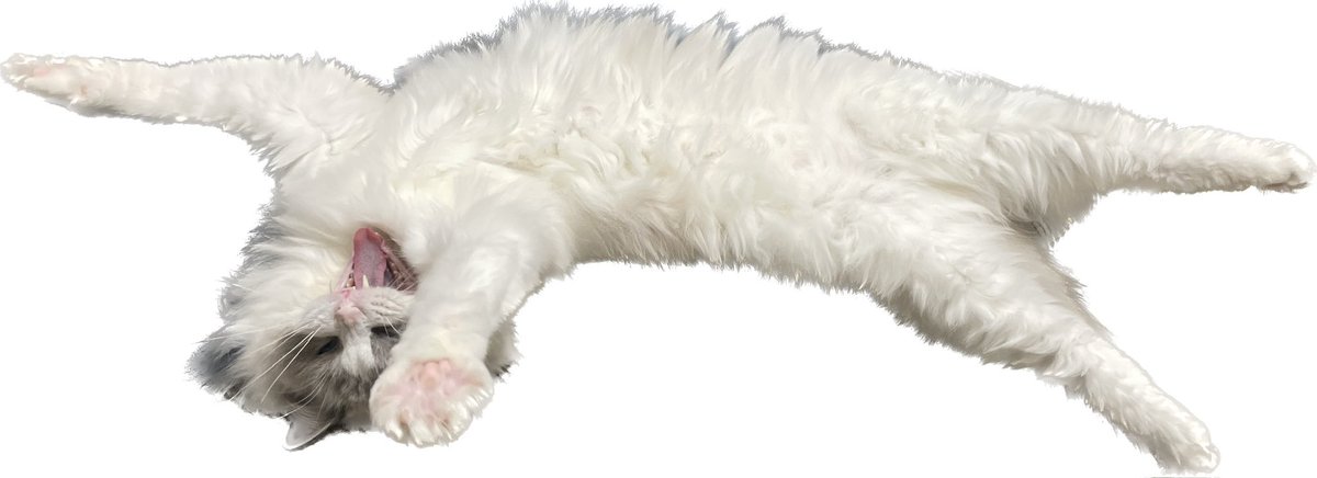 mint_kedama's tweet photo. 猫の日 https://t.co/zpxerkvZxN