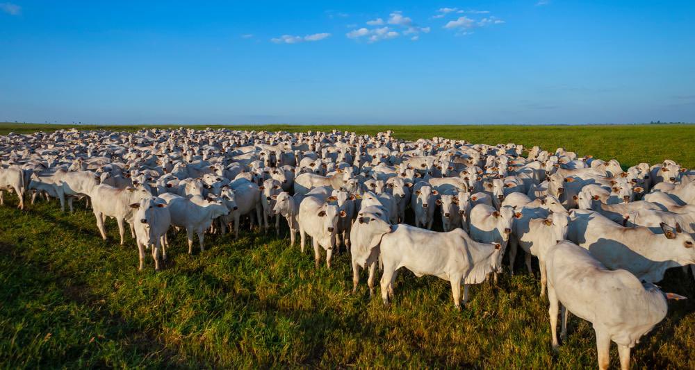 hielbert's tweet image. O Direito Agropecuário desempenha um papel crucial na contribuição com a Agência de Defesa Agropecuária do Piauí (ADAPI) para o desenvolvimento do agronegócio no estado. Algumas formas específicas de contribuição incluem:

(siga a sequência do post até final…)
#adapi