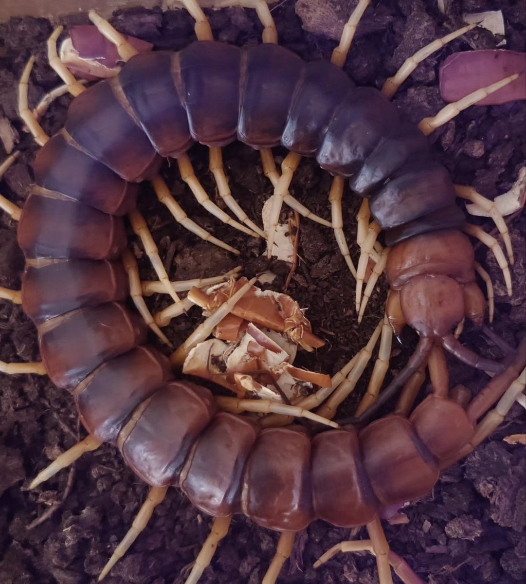 MarcusC68092291's tweet photo. Maybe the latest time molted...this male Peruvian white leg centipede grow up to 30cm,and it's the biggest male that I ever had.

#Scolopendra
#ScolopendraspPeruvianwhiteleg https://t.co/0uRhFs5rhY