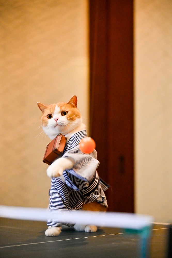 にゃー！ #猫の日 #にゃんにゃんにゃんの日 #にゃらん #じゃらん