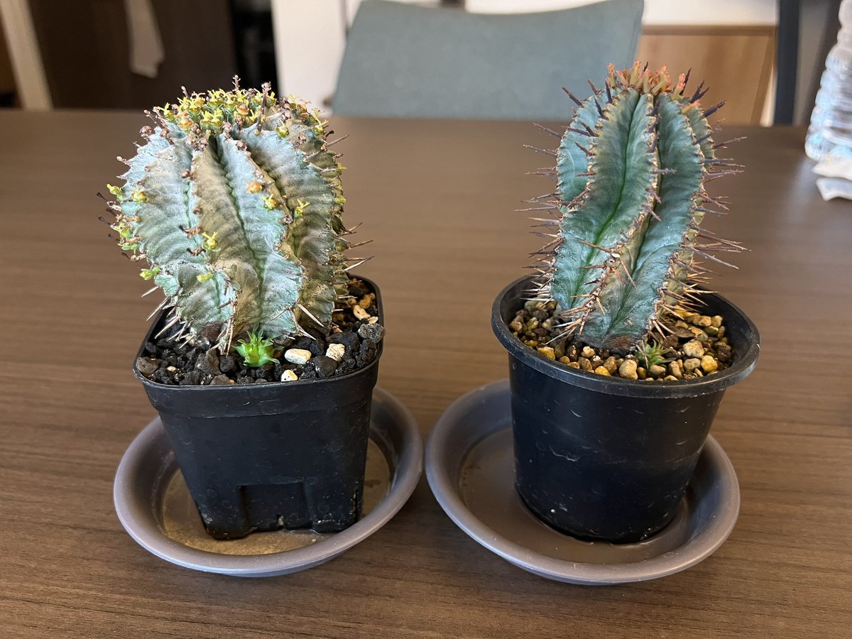 boolean_iwata's tweet image. ホリダが一斉に子吹いた