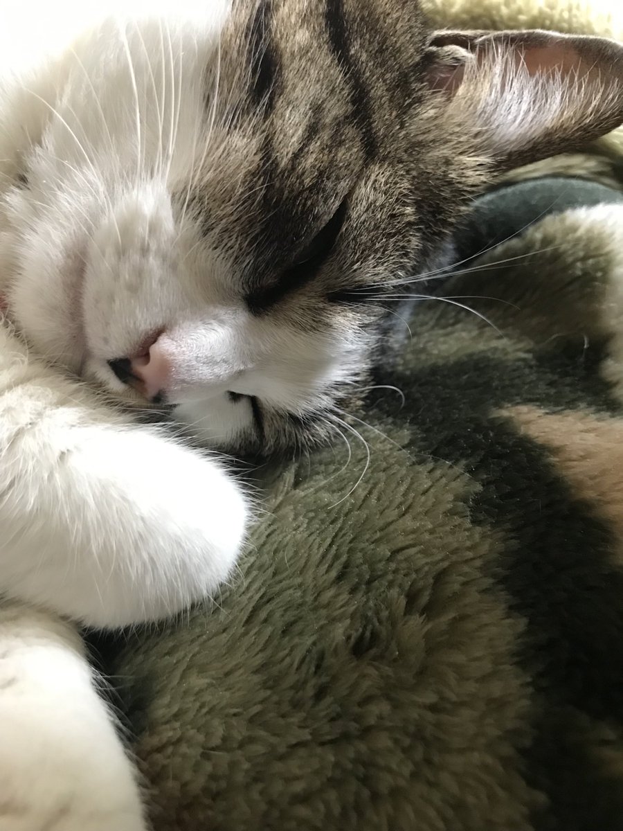 joji_tw's tweet photo. 猫の日？知らん。寝る。眠い…
#猫 https://t.co/WBapKspcMj