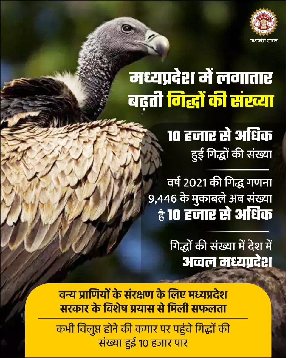 वन्य प्राणियों के संरक्षण के लिए प्रतिबद्ध मध्यप्रदेश सरकार ➡️10 हजार से अधिक हुई मध्यप्रदेश में गिद्धों की संख्या @DrMohanYadav51 @CMMadhyaPradesh @nagarsingh191 @bjpdilipahirwar @moefcc #SaveVulture