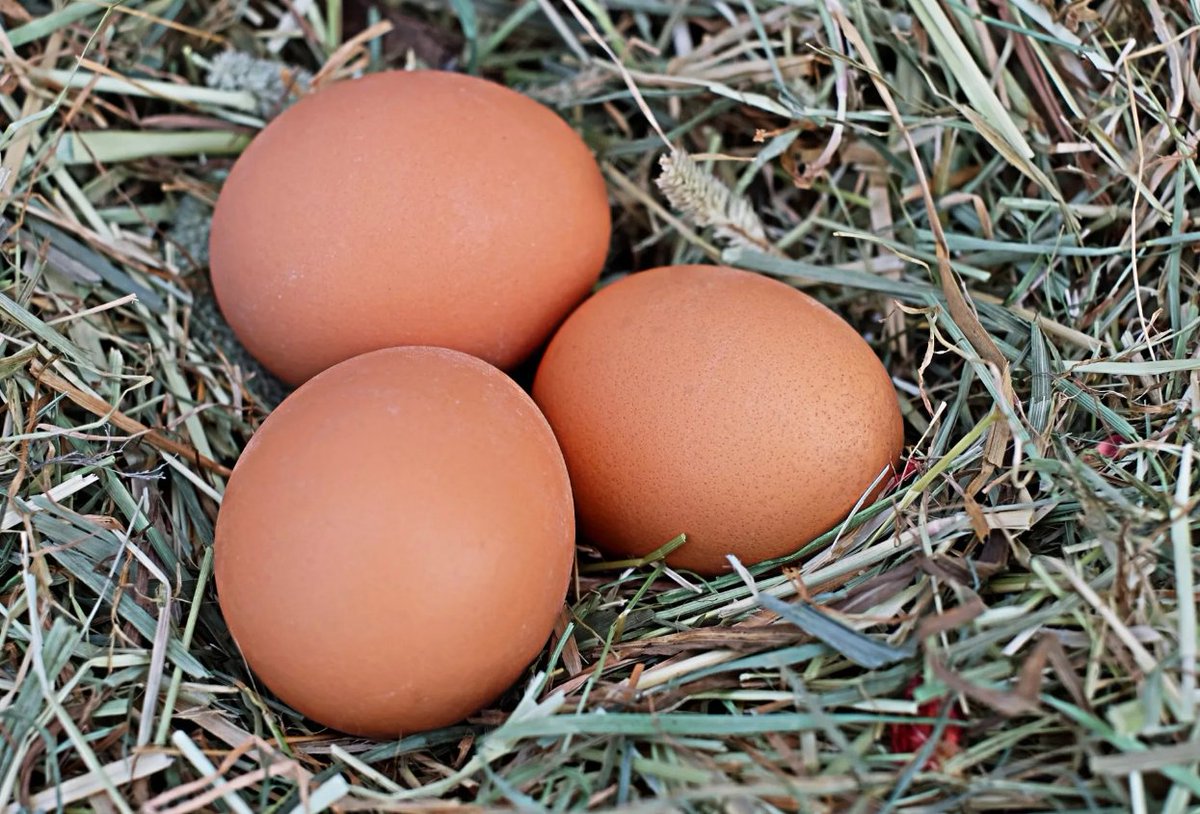 Крупнейшие российские торговые сети стали продавать куриные яйца себе в убыток из-за высокой закупочной стоимости. По словам ретейлеров, с начала года оптовые цены на яйца снизились на 15,8%, а розничные — только на 15%.