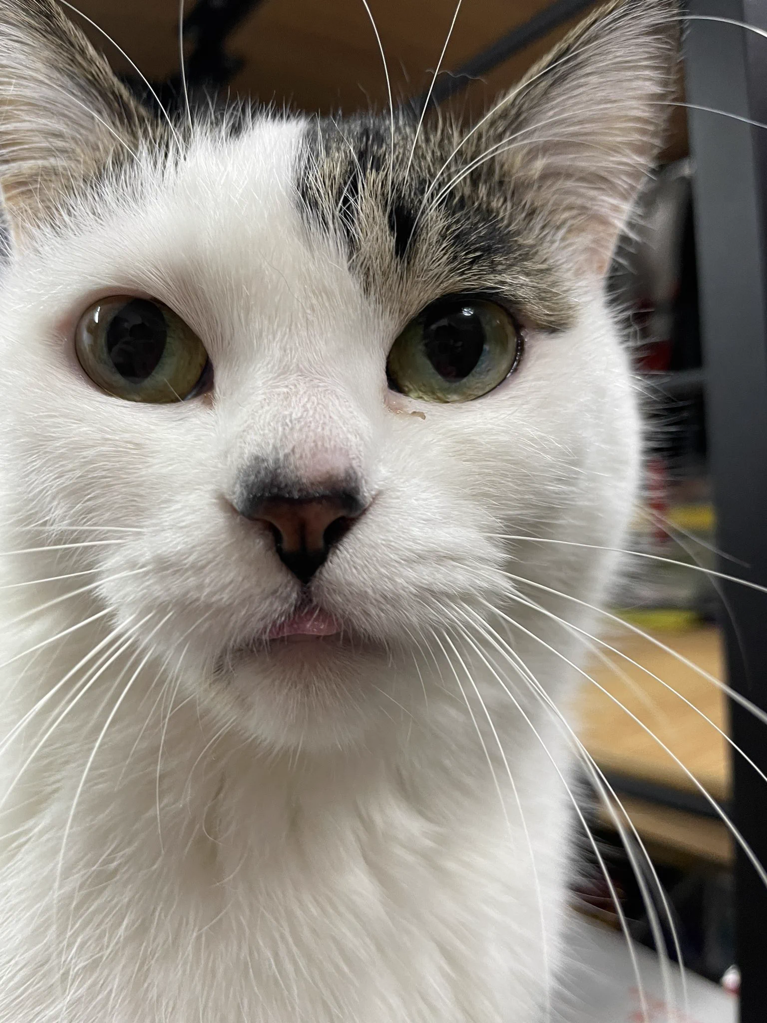 柳生玄十郎 na platformě X: „#猫の日 なので舌をしまい忘れてちょっと