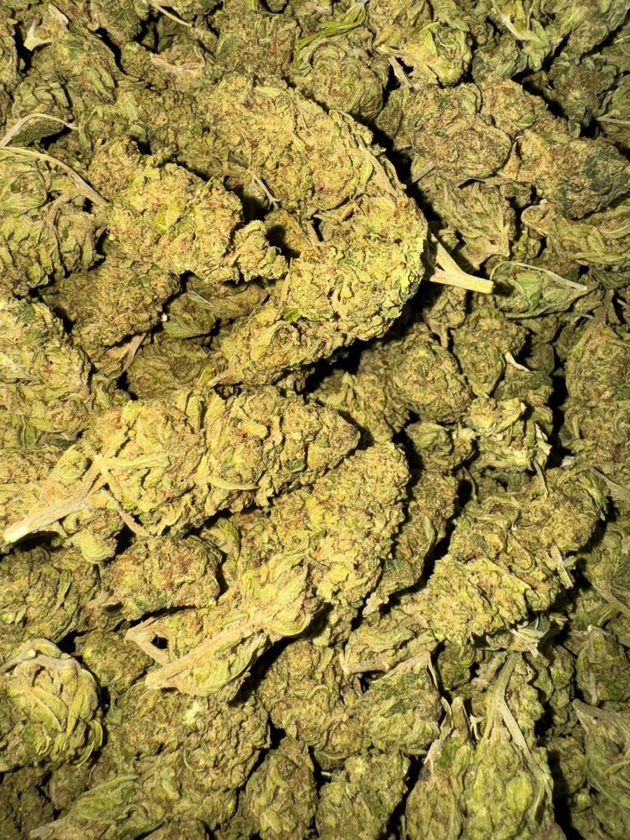lotusunko's tweet photo. สายพันธุ์ Sugar Cane 🍭 ดอกกลางใหญ่ หอมตัดใหม่ๆ 🫰🏼🌍
(indoor)
THC 30(%)
50 กรัม 1,800฿
100 กรัม 3,000฿ 
https://t.co/x4fLfjmr7Z
#ก��ญชารังสิต #กัญชาเชียงใหม่ #กัญชาภูเก็ต  #กัญชาราคาส่ง #ชุมพร #พังงา #สายเขียว #กัญชากทม #กัญชาog #กัญชาออแกนิค 
#กัญชาราคาถูก #กัญชากทม #ฝนตก #กัญชา https://t.co/BMeB6Hqmqs