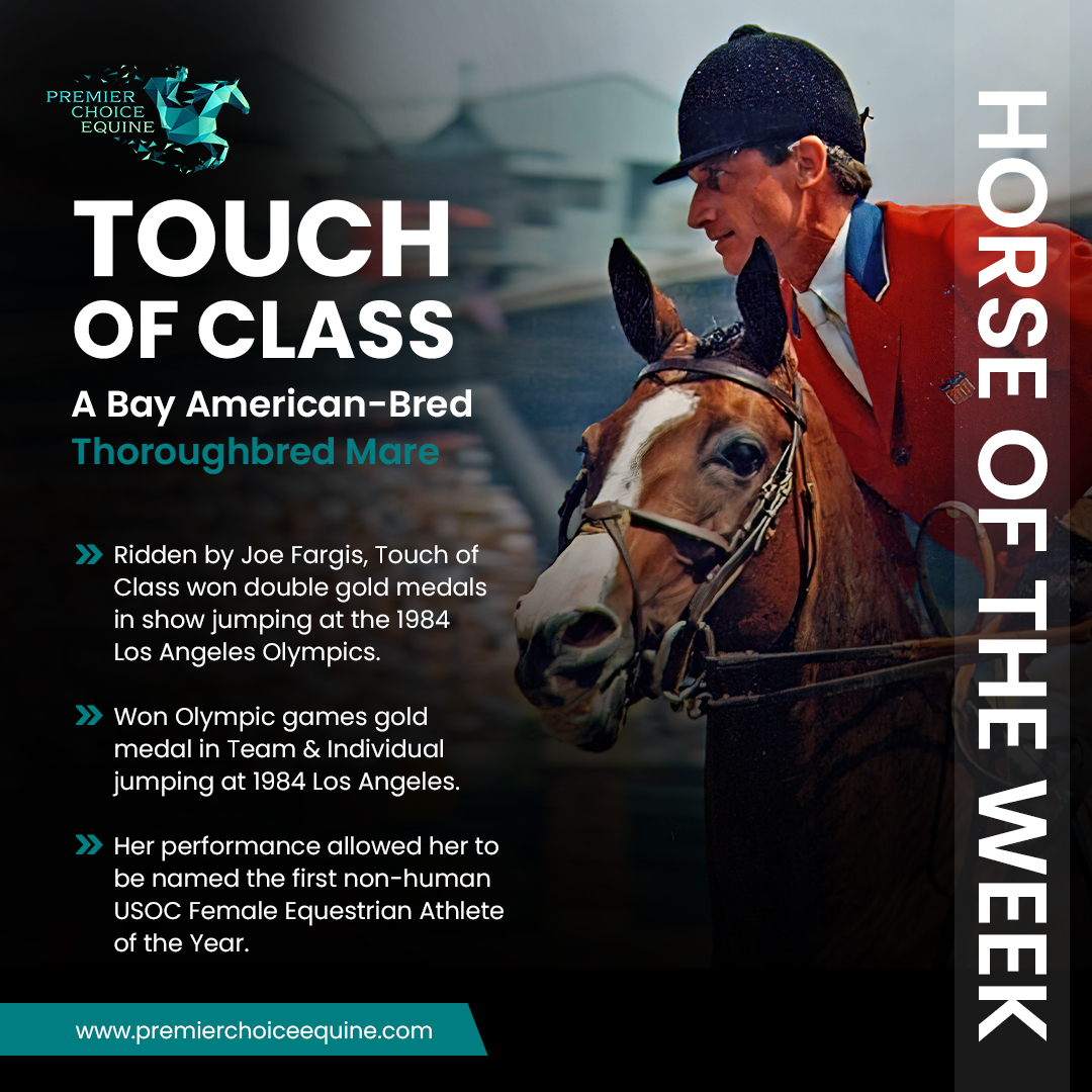 Meet Touch of Class: A Bay American-Bred  Double Olympic gold medalist in show jumping at the 1984 Los Angeles Olympics.
#touchofclass #USAJumping #showjumping #equine #equestrian #EquestrianSport  #EquineLove  #truelegends