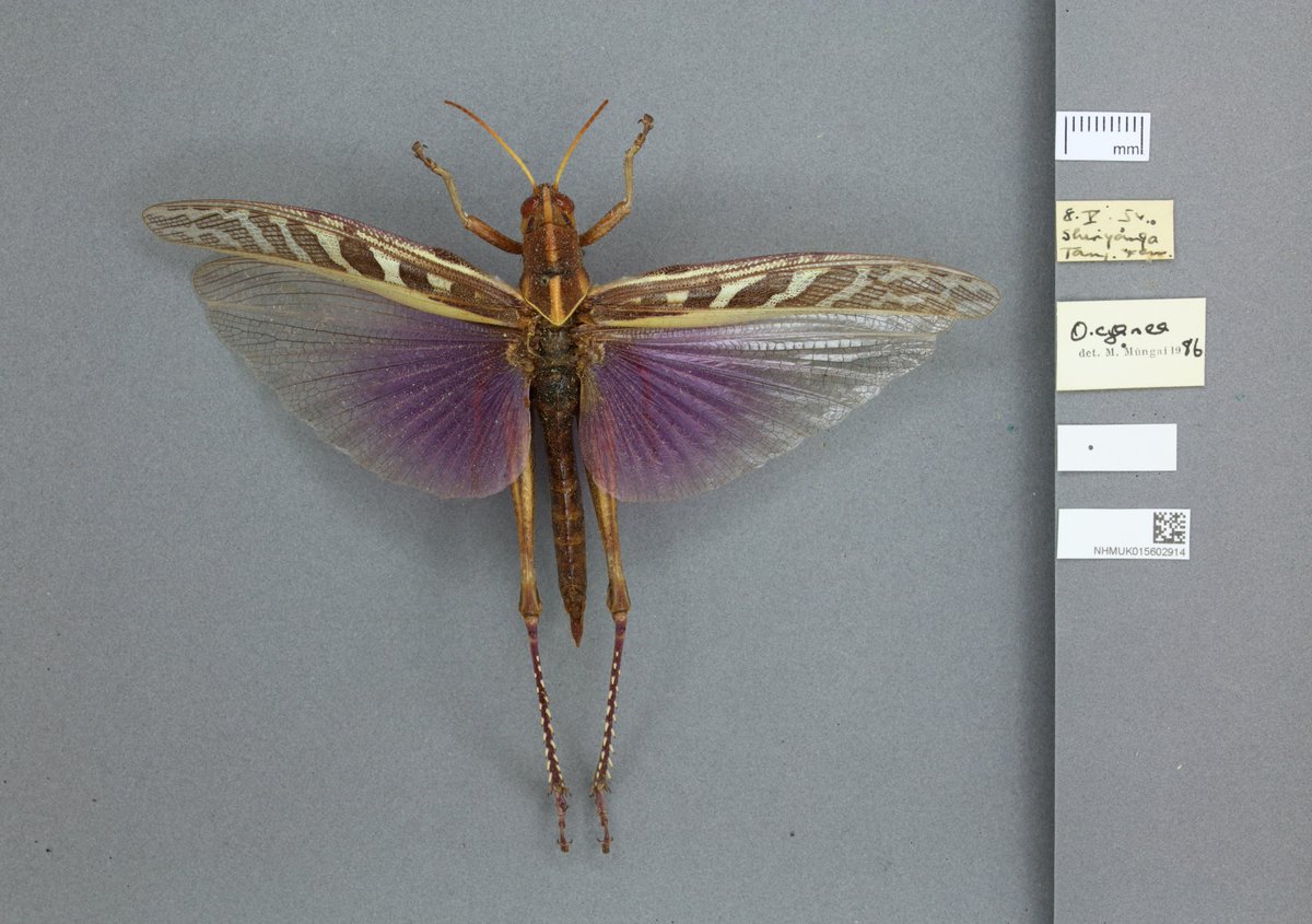 This Bird-locust (Ornithacris pictula magnifica) has an absolutely striking appearance with its magnificent purple wings. Their wings can be purple, red or orange and the colour is determined by many other factors, not just genetics. Isn't it gorgeous? 💜🦗