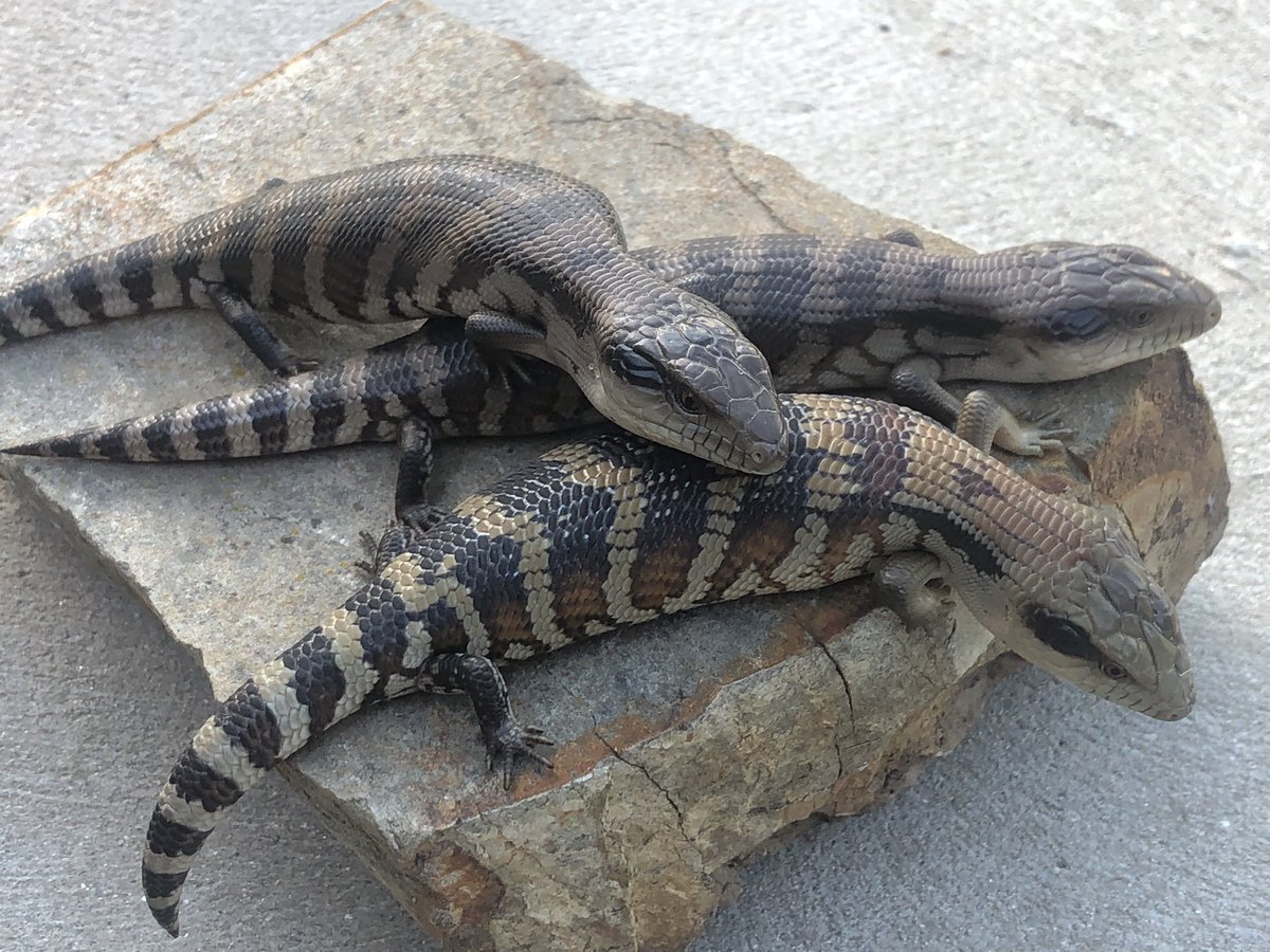 It’s amazing how quickly lizards grow. My baby blue-tongues have doubled in size over the past three weeks.