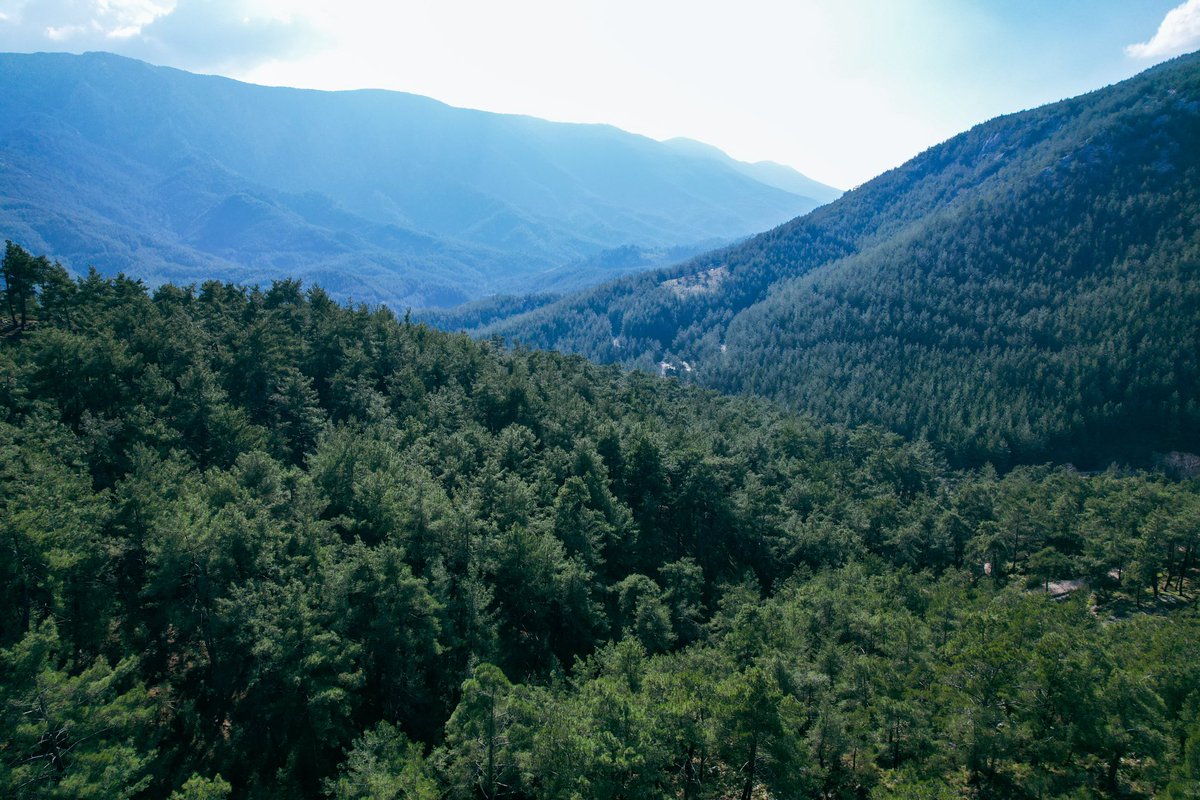 Çamlıca #Yatağan #Muğla #Çamlıca #doğa #manzara #nature #view #trees #dji