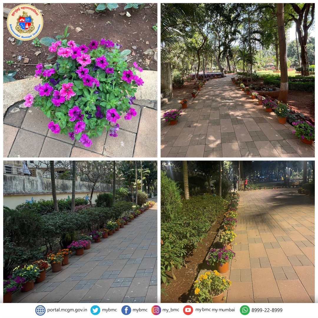 mybmcwardKW's tweet photo. Enhancing the green canvas with bursts of colour! The Garden Department invites you to explore the vibrant flowering pots at Motiram Bhave Garden & Prabhodhankar Thackeray Garden, Ashok Chopra Road, Versova, Andheri (W) in K/W Ward. 🌺🌿
#GardenBeauty
#ProjectEarthCalling https://t.co/OdCoCl6x3E