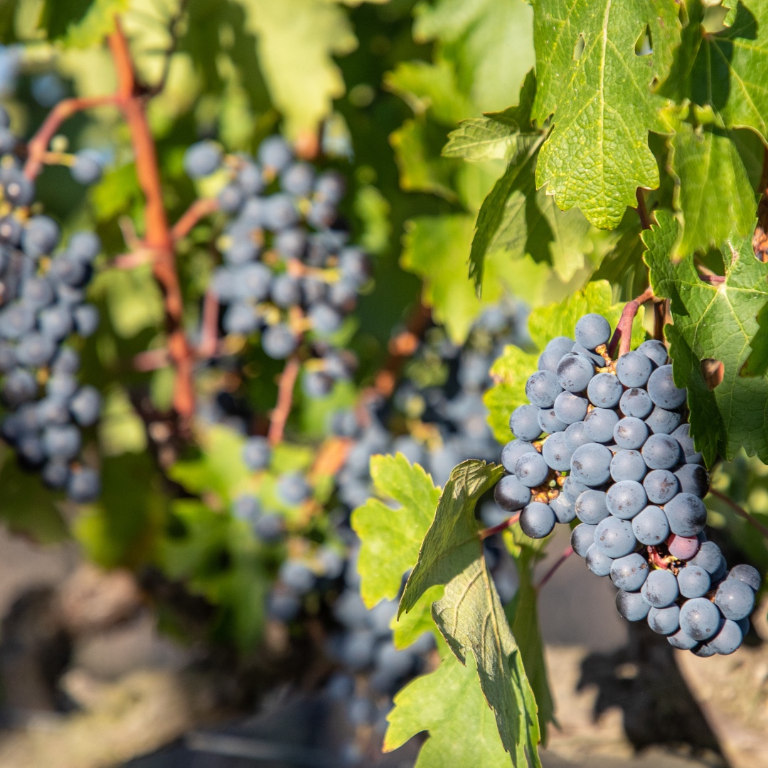 Reyneke Wines tweet media