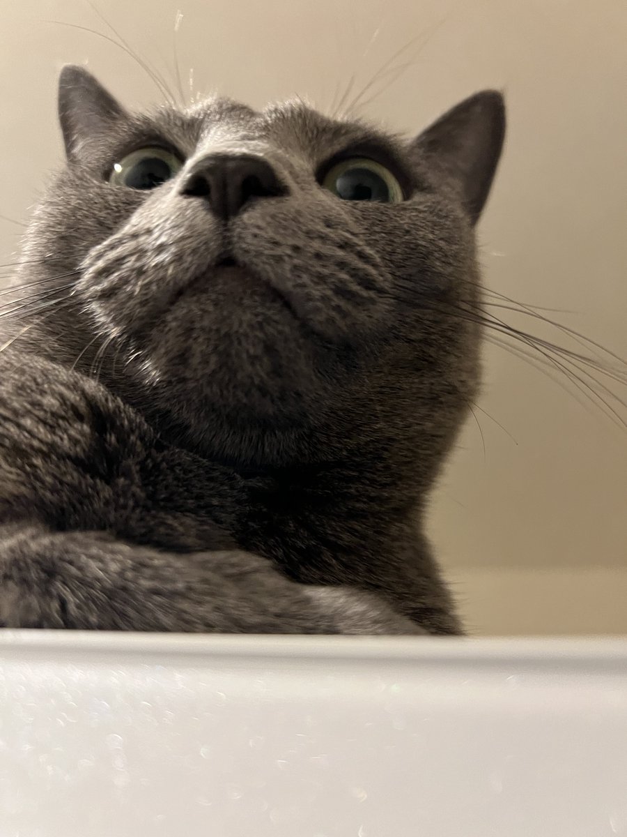 mig_harris's tweet photo. #猫の日 #ねこの日 
いい眺め💕 https://t.co/BCRzns1xOT