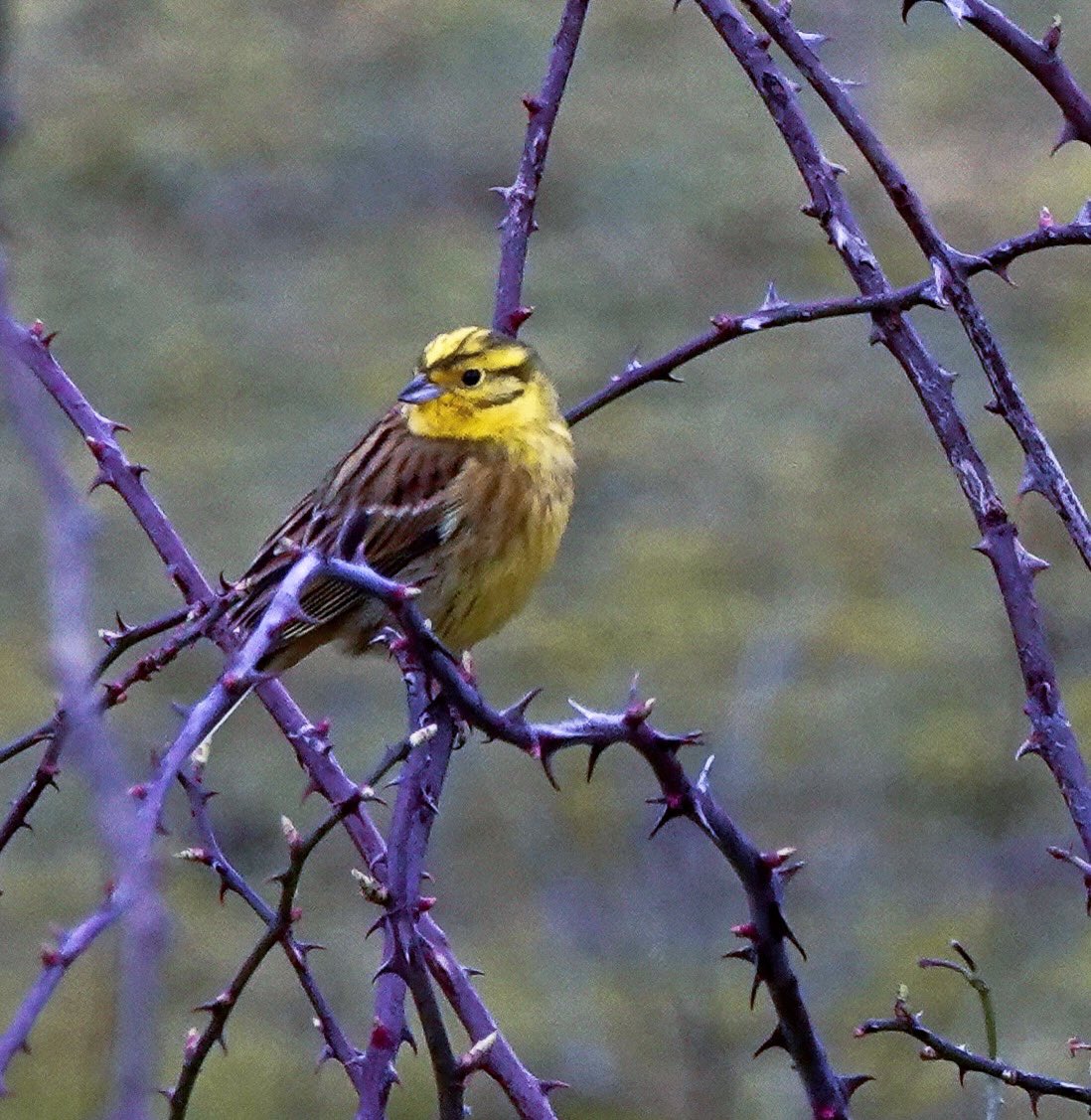 What a smart bird the Yellowhammer is!  #yellowhammer #bunting #alittlebitofbreadandnocheese @chilternsights #scrubland #hedgerows #farmland #endangeredspecies <a href="/GrundonRecycle/">Grundon</a> #grundons #ewelme <a href="/BensonNature/">Benson Area Nature Group</a> <a href="/EwelmeNature/">Ewelme.Nature</a> @ChilternsAONB <a href="/ChilternsNT/">Chiltern Countryside</a> <a href="/WildOxfordshire/">Wild Oxfordshire</a>