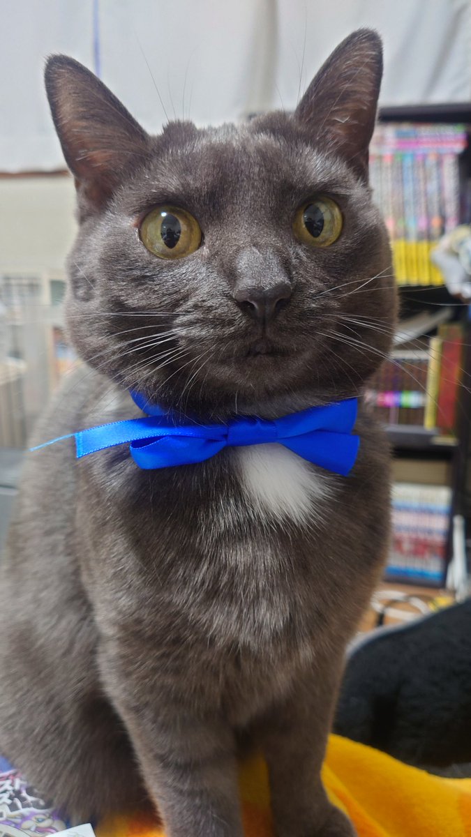ms873883875sin's tweet photo. #猫の日2024 https://t.co/quTpAmOcoa