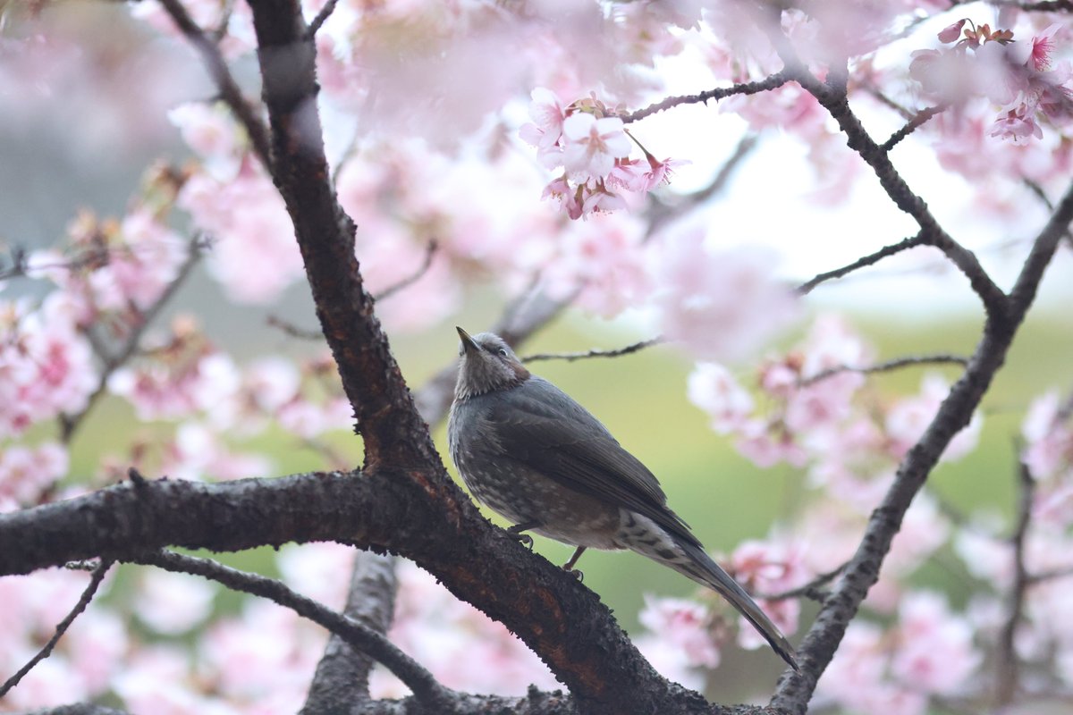 薩摩寒桜とヒヨさん。
#canonr6ii