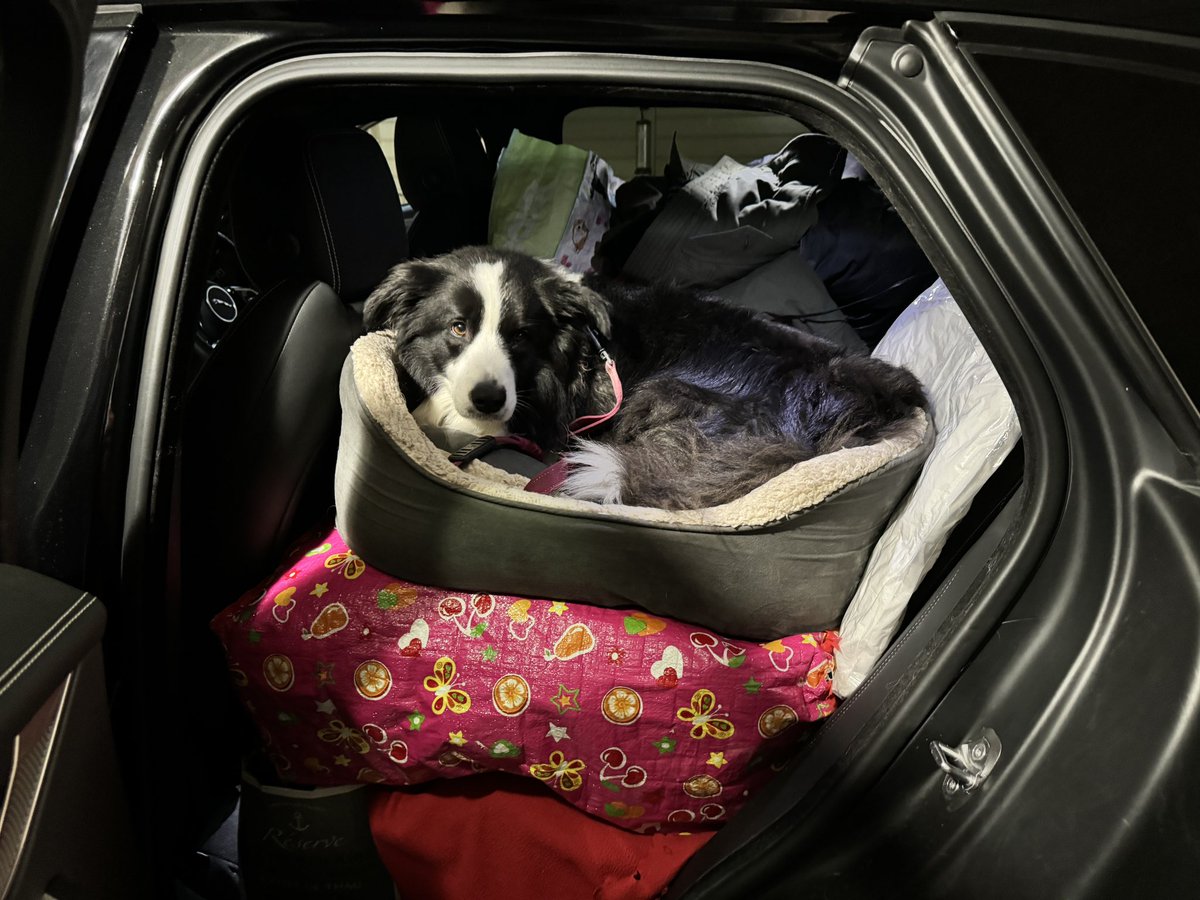 Bobby the Border Collie tweet media