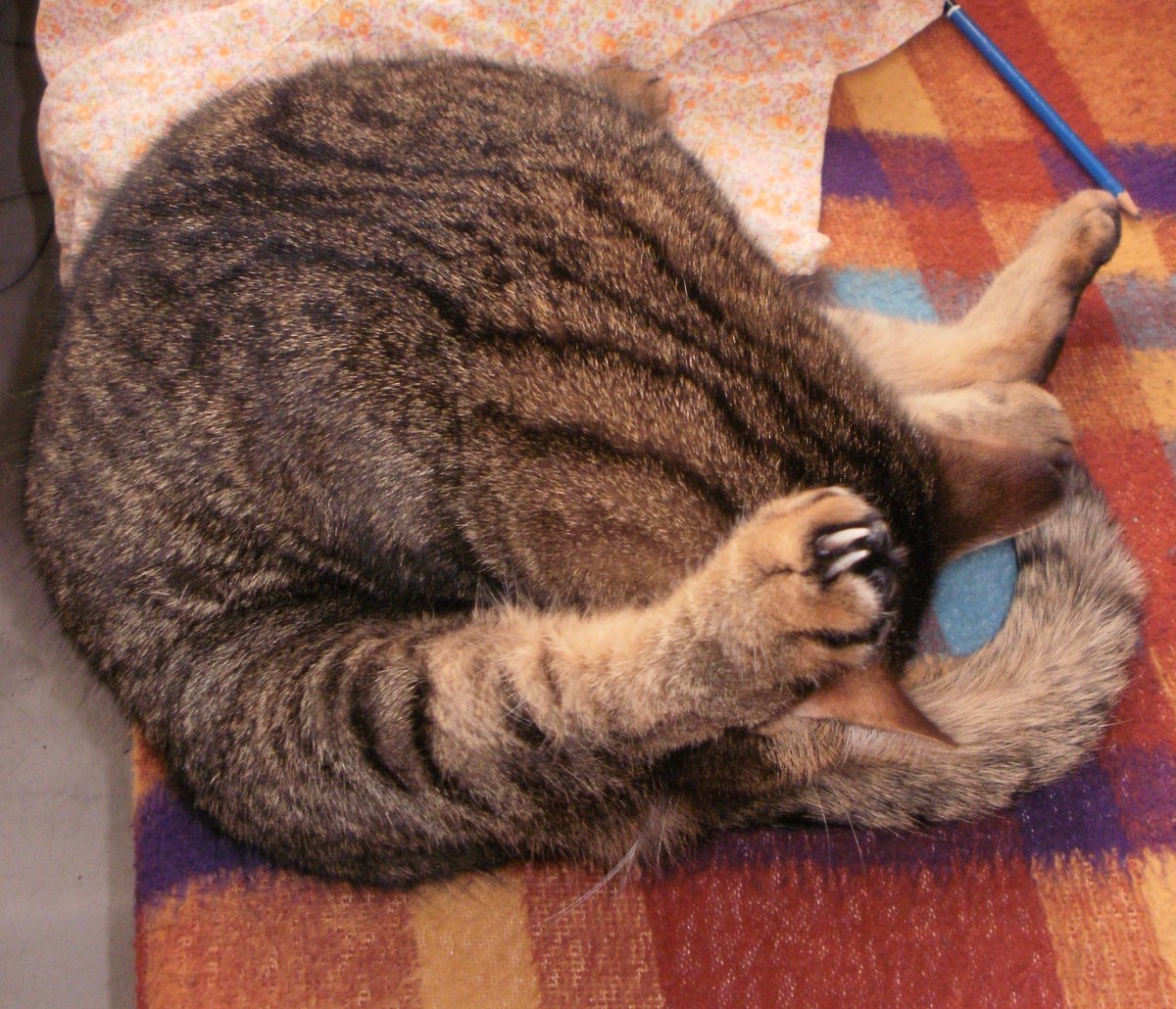 Dear @Hedgewatchers, on #ThrowbackThursday our #Supersenior #Tabby Junysek 18.5 yrs practicing yoga at 2010. Showing his impressive muscles &claws.  Marvelous #Yogaday furpals