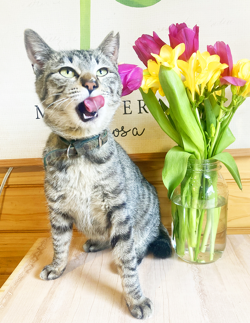 fantagrape83's tweet photo. #里親募集 ＃キジトラ　

2024/02/21に茨城県筑西市で保護
キジトラ　生後六ヶ月位　メス　避妊手術済　ワクチン接種1回目　ノミダニ　エイズ白血病陰性

膝の上が大好きななでなで大好きな元気一杯の女の子です。
2023年12月に家の小屋に住み着き始めたので保護し、現在里親様を募集中です＾＾ https://t.co/cHEOO73cX5