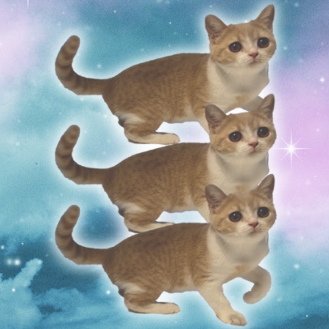 #猫の日 #つみネコ