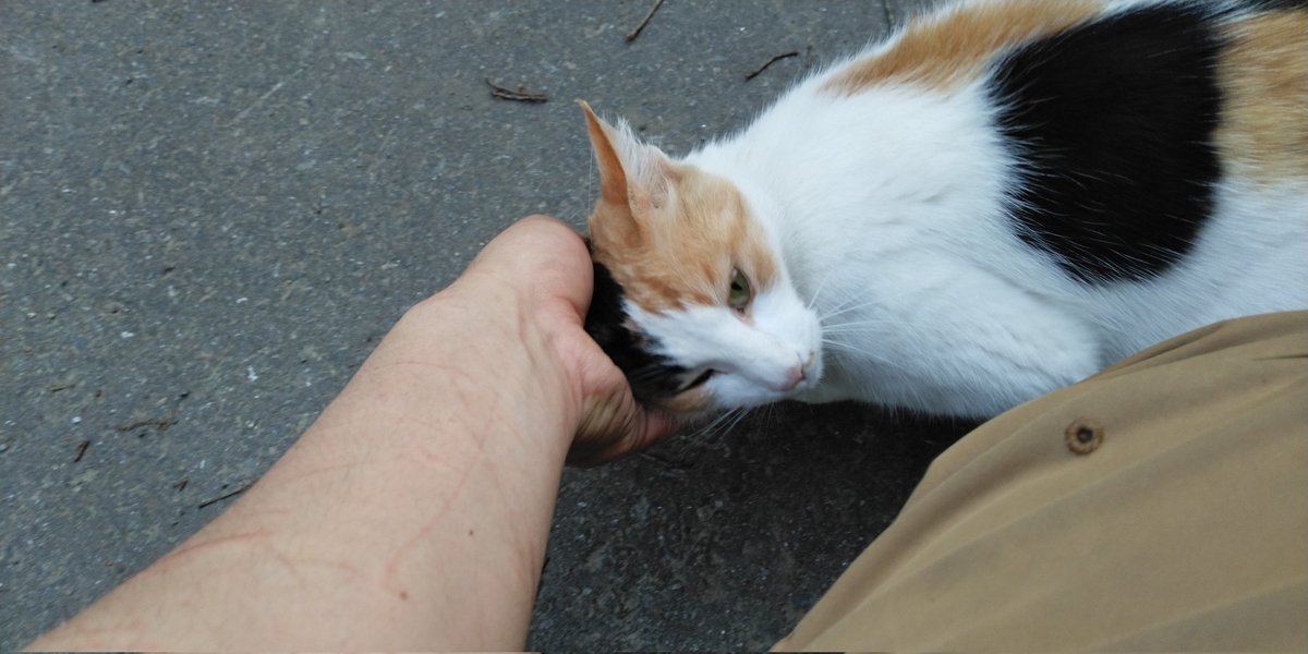 ryumyou2nd's tweet photo. ノラネッコ
#猫の日 https://t.co/TqIwxeu5Ad