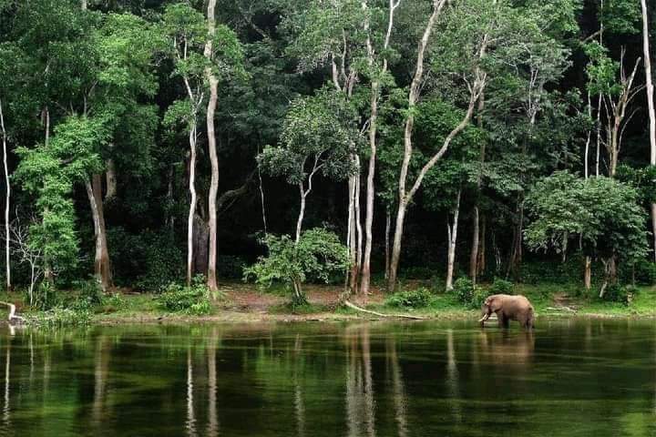 Ici c'est la #Centrafrique. Nous sommes dans le #Mbomou, précisément au Parc #Chinko. La nature nous offre des merveilles. 🇨🇫❤️🇨🇫