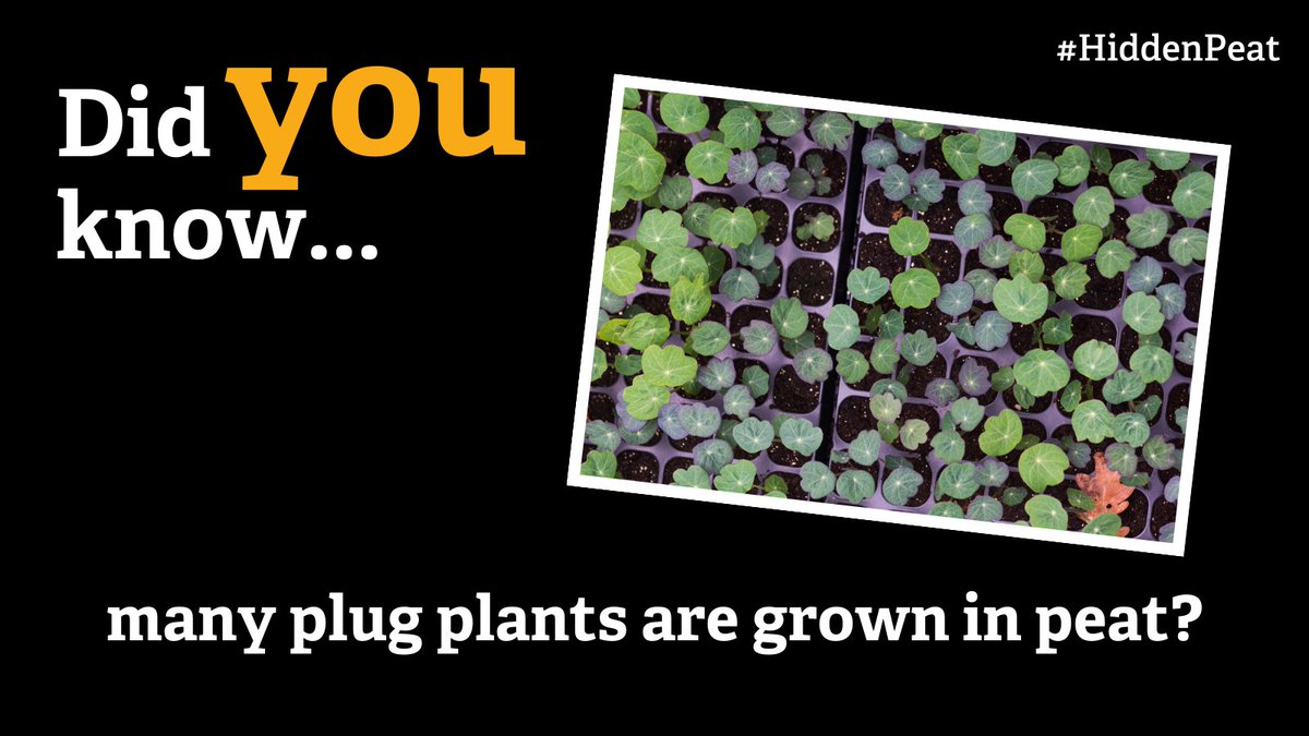 Digging up peatlands is STILL legal...despite the UK Government's promise to ban this incredibly damaging practice.

And while we know to avoid bags of peat compost, peat also lurks in other places, like plug plants and house plants.

(1/2)

#HiddenPeat #Cumbria