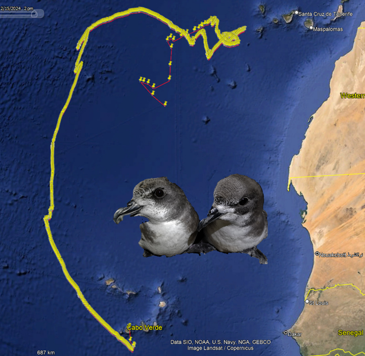 Check out this #foraging trip of a #gongon from a #GPS just recovered by @protjectovito 😃😍 This bird is breeding in #Fogo #CaboVerde and travelled further north than usual, passing and foraging very close to #CanaryIs 😱💪 A pity the battery exhausted half way! #Pterodroma feae