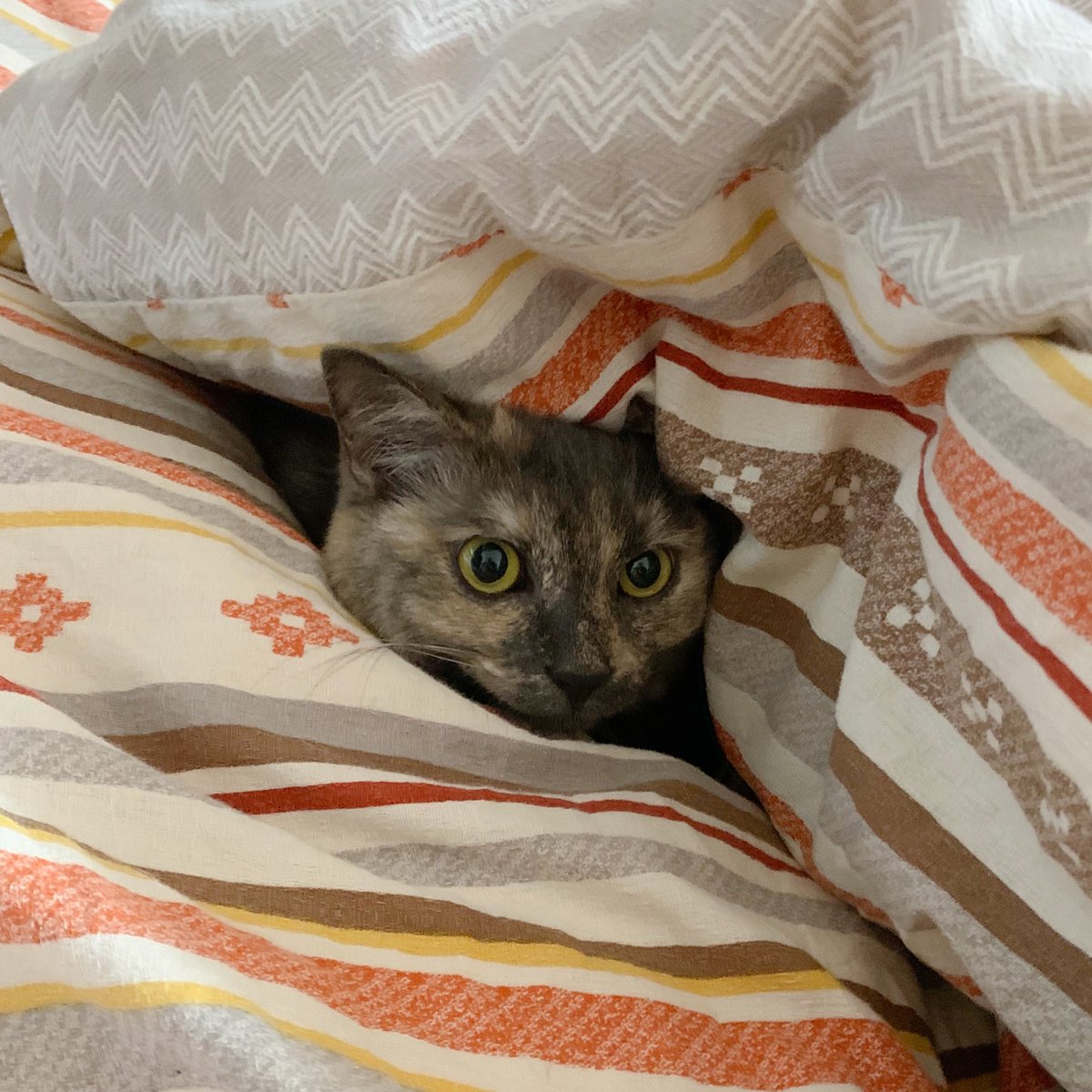 gurikawaii's tweet photo. 元気です🐈
#猫の日 https://t.co/HhzRpNFJ2V