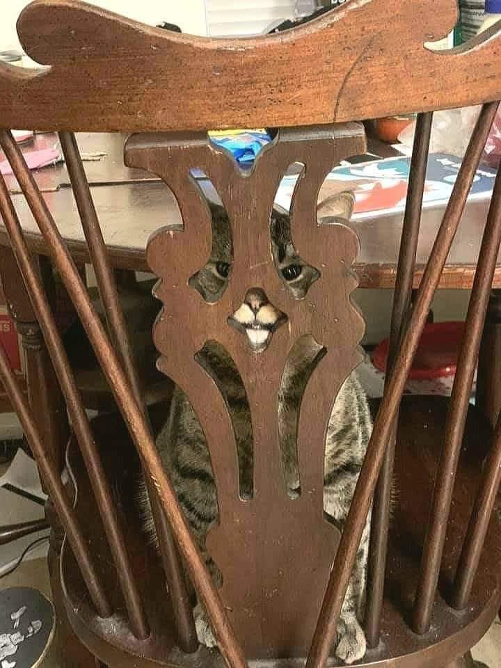 cats with threatening aura (@threateningcat) on Twitter photo 