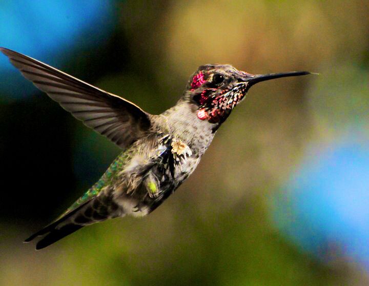 This is a Male Anna’s hummingbird getting new feathers this is “scruffy”