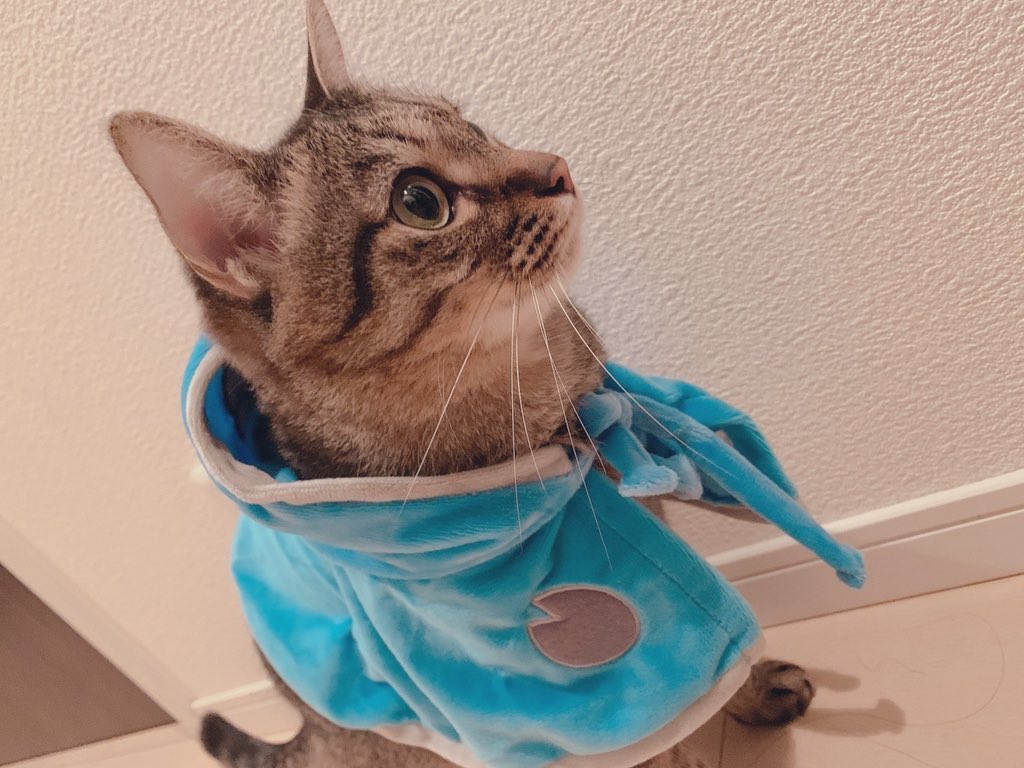 cat_Twins2's tweet photo. @uchinokomaker https://t.co/uVDjLG9cbo