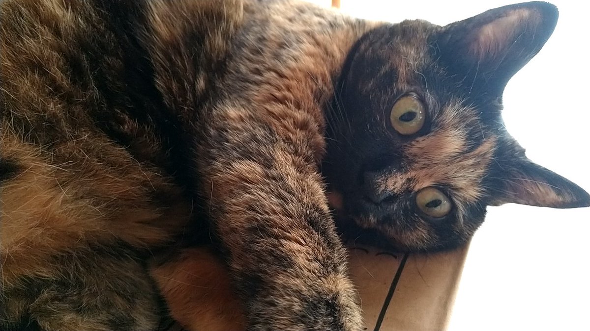 GameOver_Kamo's tweet photo. #猫の日 https://t.co/0fOKIQioYU