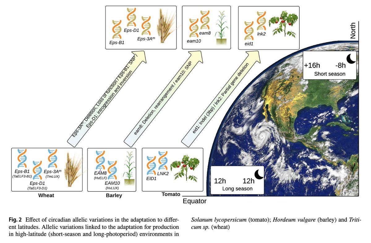 Our review with partners in Sweden, China, India & USA, on harnessing #CircadianClock #genes for more #resilient & #productive #crops online today in @Planta_Journal Open access👉 tinyurl.com/ypxb4zcx @RyanInstitute @UniofGalway @_SLU @USDA_ARS #SDG2 #Adaptation #Heterosis