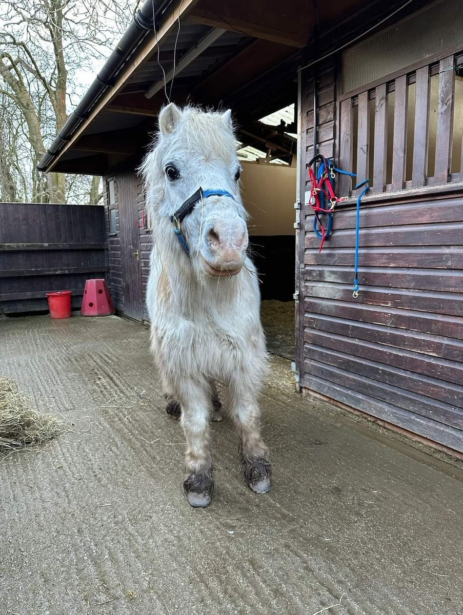 Meet Ivor, a lovely old pony who we collected last week 💙 Unfortunately, on arrival at Hope Pastures, Ivor was found to be very unwell, so he spent the first few days of his new life at Aireworth Vets Equine, undergoing tests and treatment. #hopepastures #leeds #equinecharity